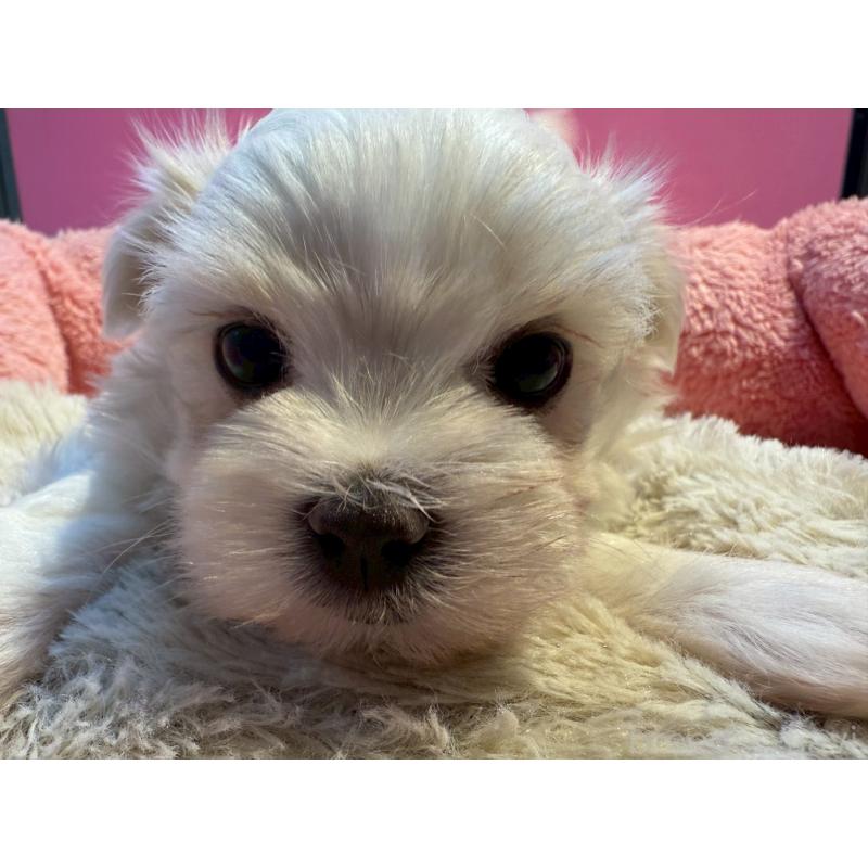 販売中の東京都のマルチーズ-438470の3枚目