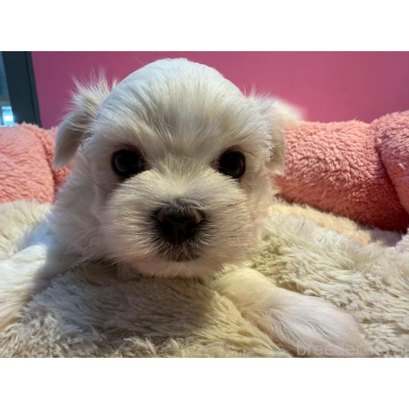 販売中の東京都のマルチーズ-438470の2枚目