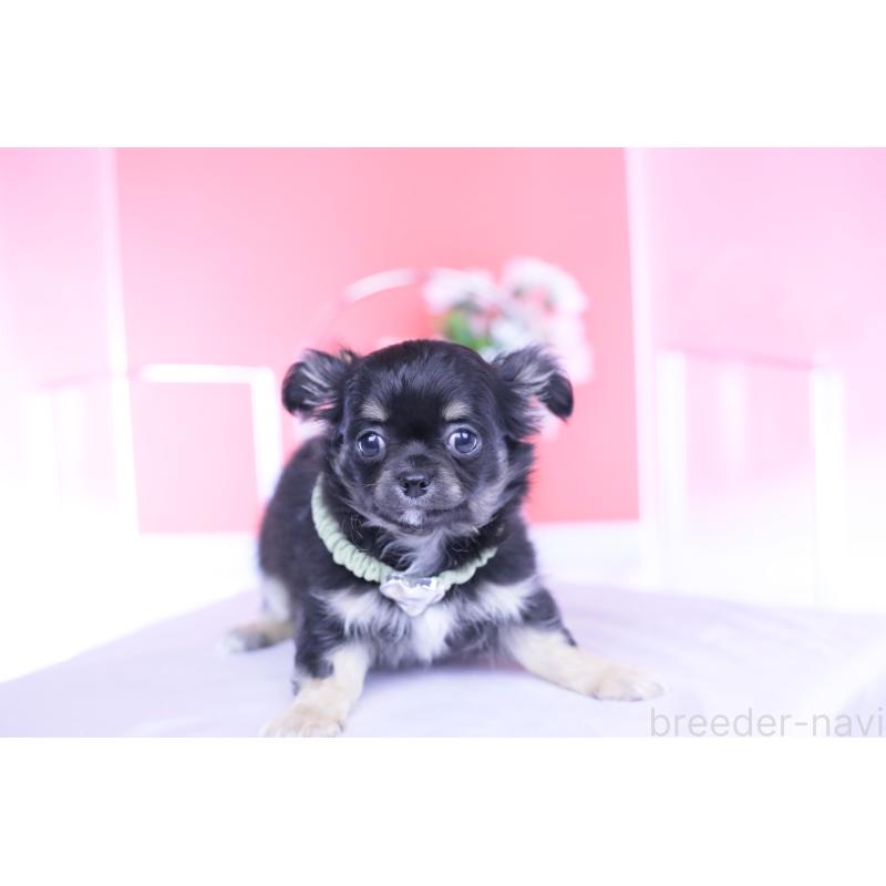 販売中の愛知県のチワワ(ロングコート)-433790の15枚目