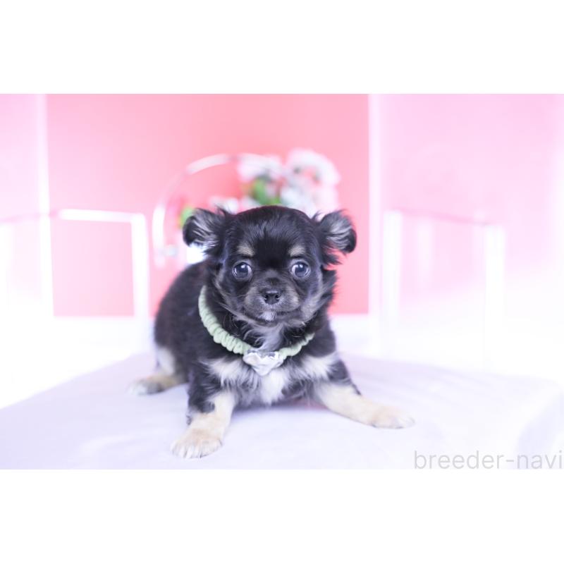 販売中の愛知県のチワワ(ロングコート)-433790の14枚目