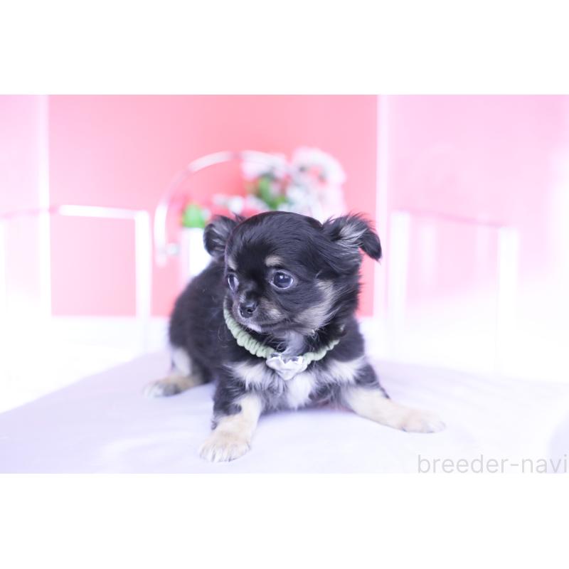 販売中の愛知県のチワワ(ロングコート)-433790の13枚目