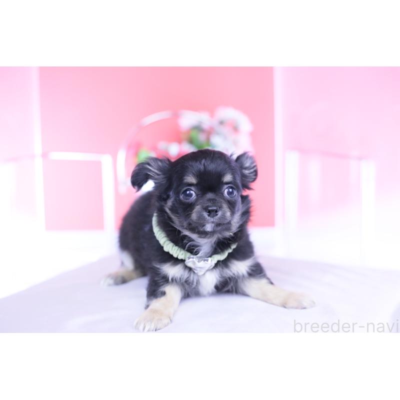 販売中の愛知県のチワワ(ロングコート)-433790の12枚目