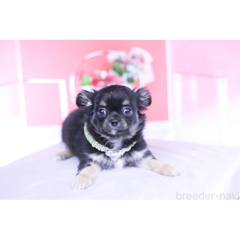 販売中の愛知県のチワワ(ロングコート)-433790の9枚目