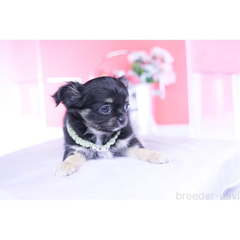 販売中の愛知県のチワワ(ロングコート)-433790の7枚目