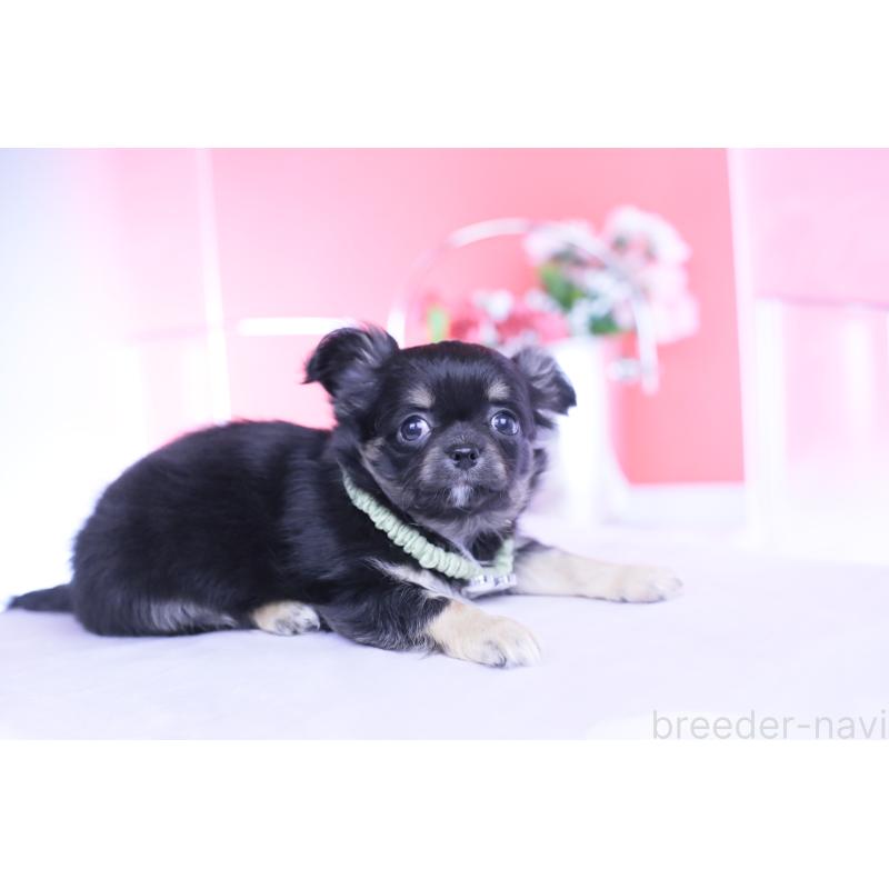 販売中の愛知県のチワワ(ロングコート)-433790の4枚目