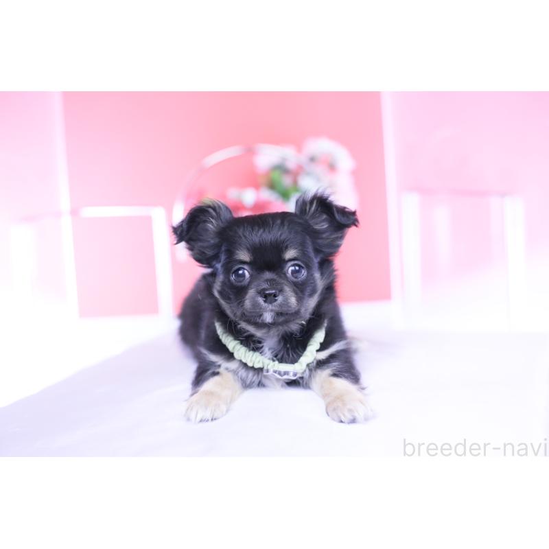 販売中の愛知県のチワワ(ロングコート)-433790の2枚目