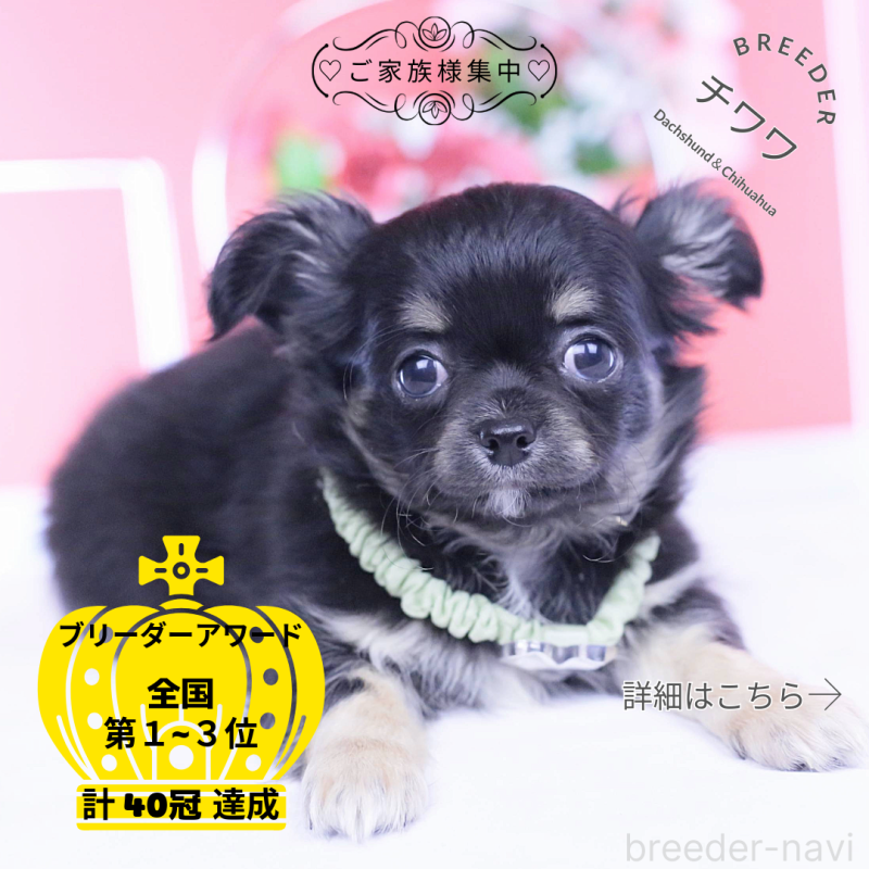 販売中の愛知県のチワワ(ロングコート)-433790