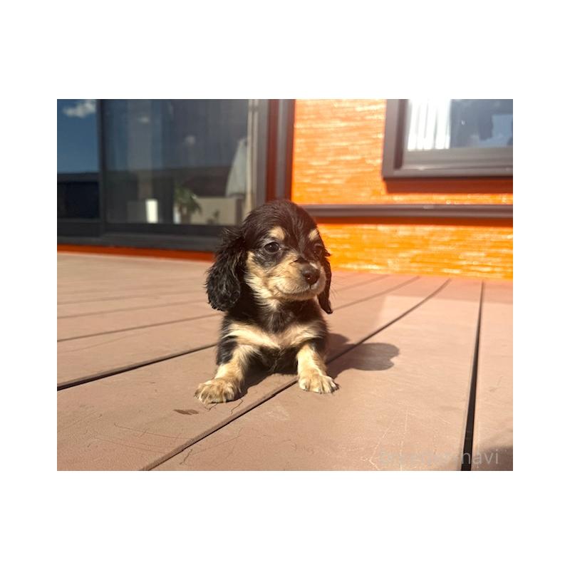 販売中の愛知県のミニチュアダックスフンド(ロングヘアード)-438471