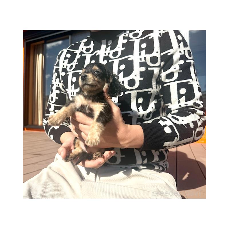 販売中の愛知県のミニチュアダックスフンド(ロングヘアード)-438471の5枚目