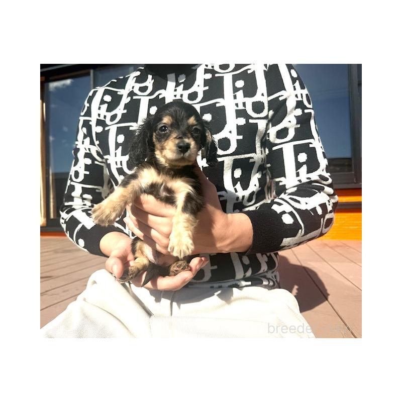 販売中の愛知県のミニチュアダックスフンド(ロングヘアード)-438471の4枚目