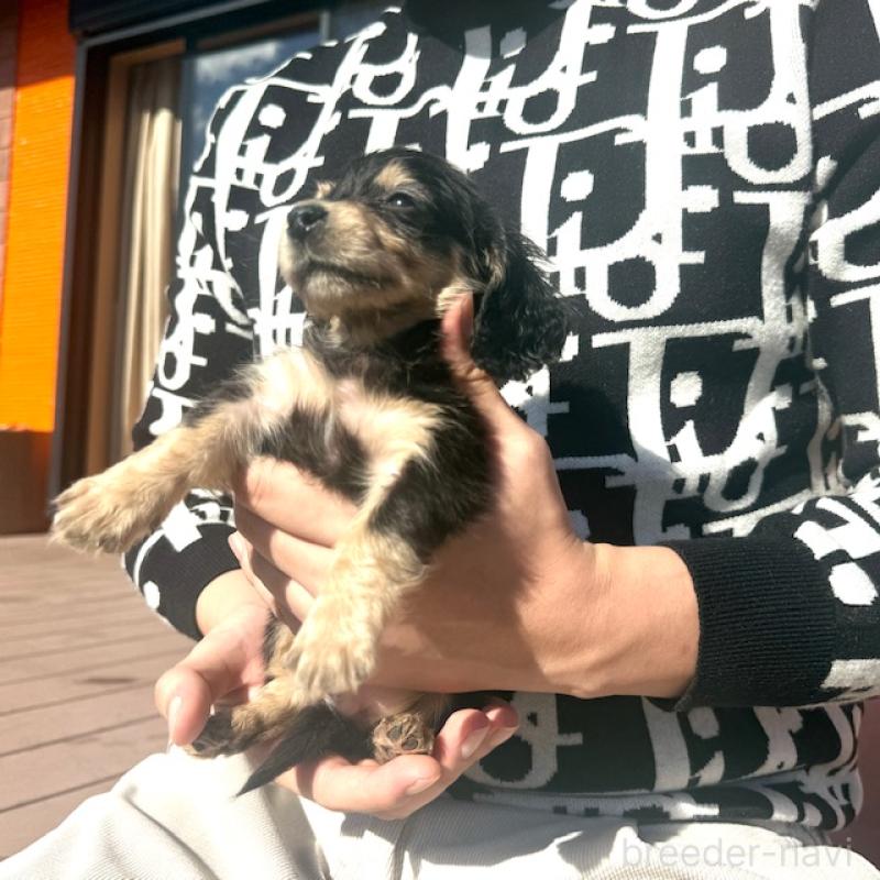 販売中の愛知県のミニチュアダックスフンド(ロングヘアード)-438471の3枚目