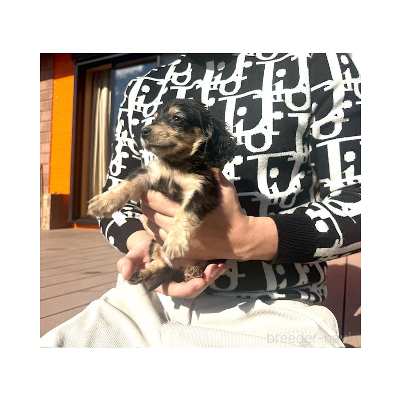 販売中の愛知県のミニチュアダックスフンド(ロングヘアード)-438471の2枚目