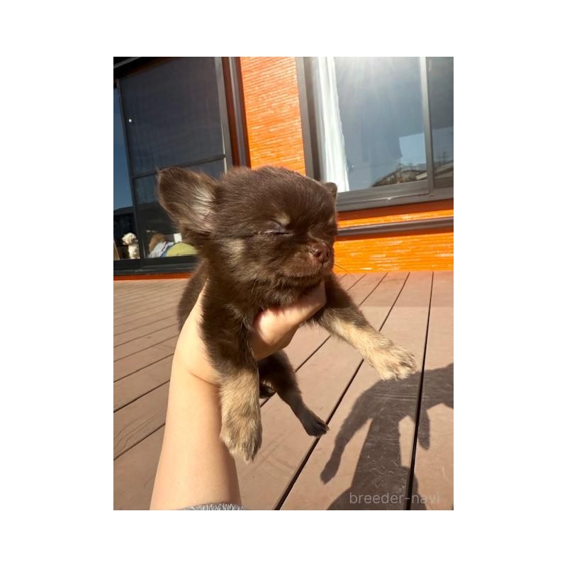 販売中の愛知県のチワワ(ロングコート)-438472の1枚目