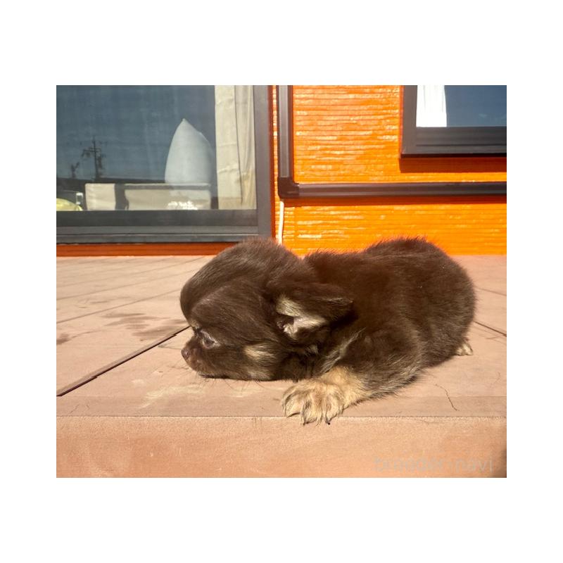 販売中の愛知県のチワワ(ロングコート)-438472の7枚目