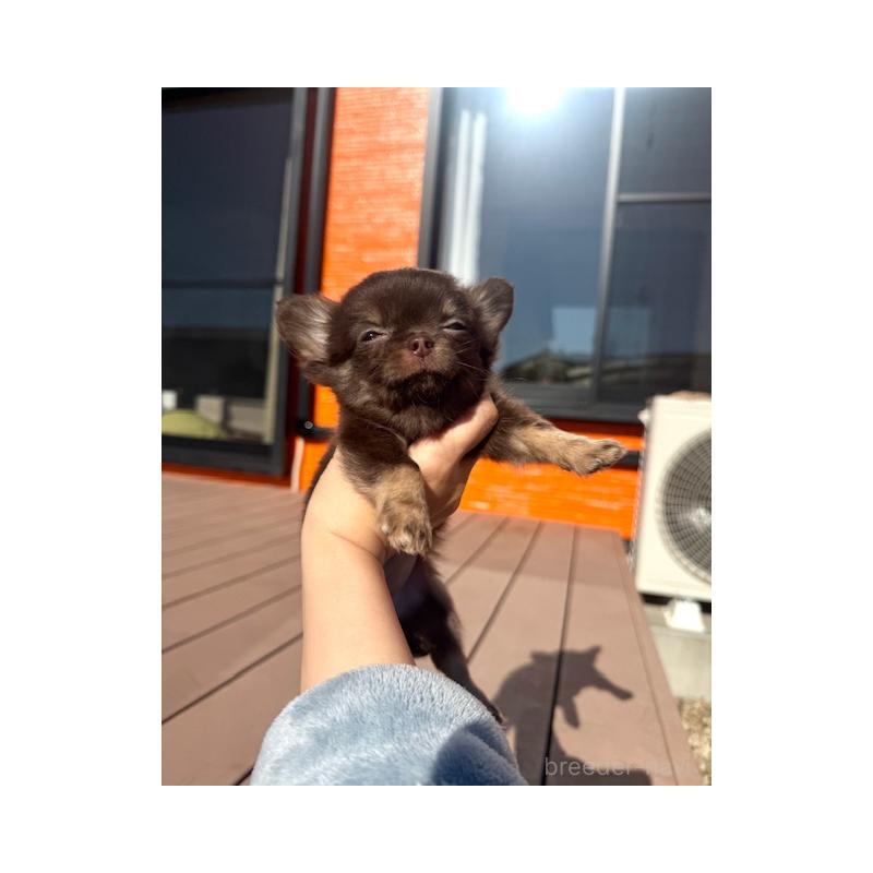 販売中の愛知県のチワワ(ロングコート)-438472の6枚目