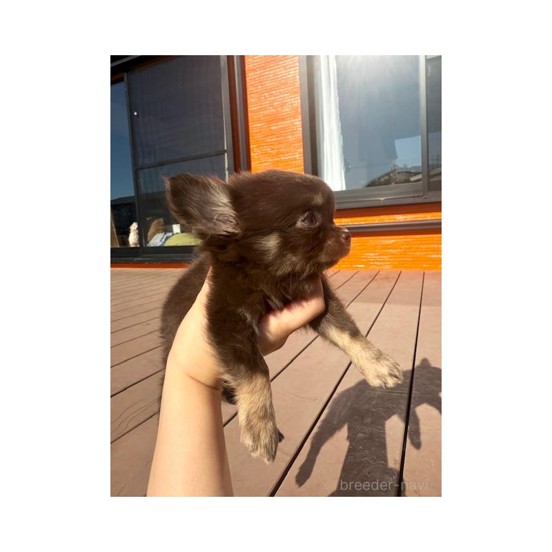 販売中の愛知県のチワワ(ロングコート)-438472の5枚目