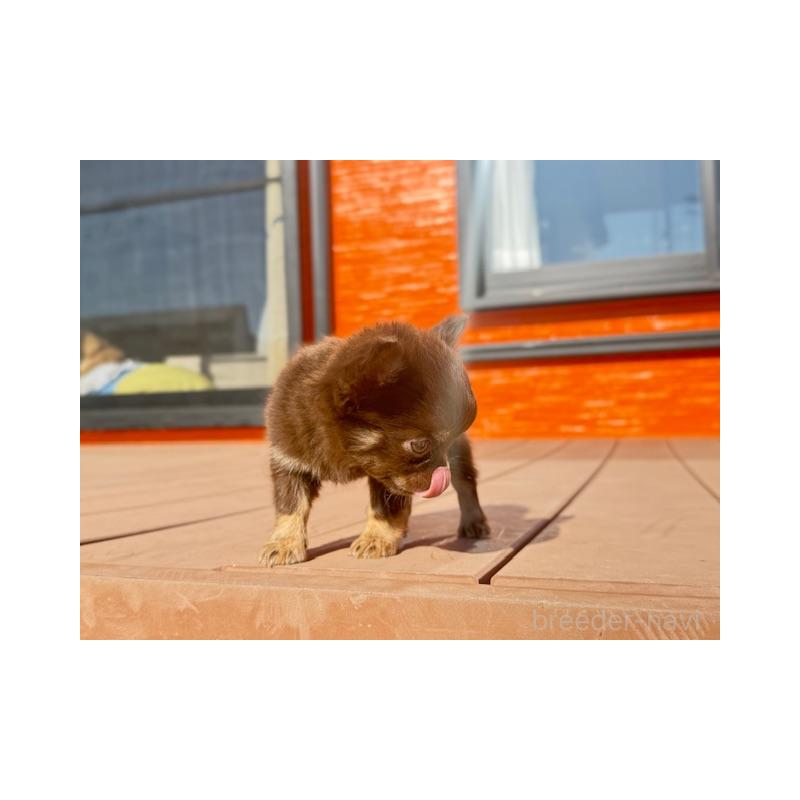 販売中の愛知県のチワワ(ロングコート)-438472の3枚目