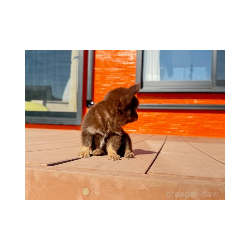 販売中の愛知県のチワワ(ロングコート)-438472の2枚目