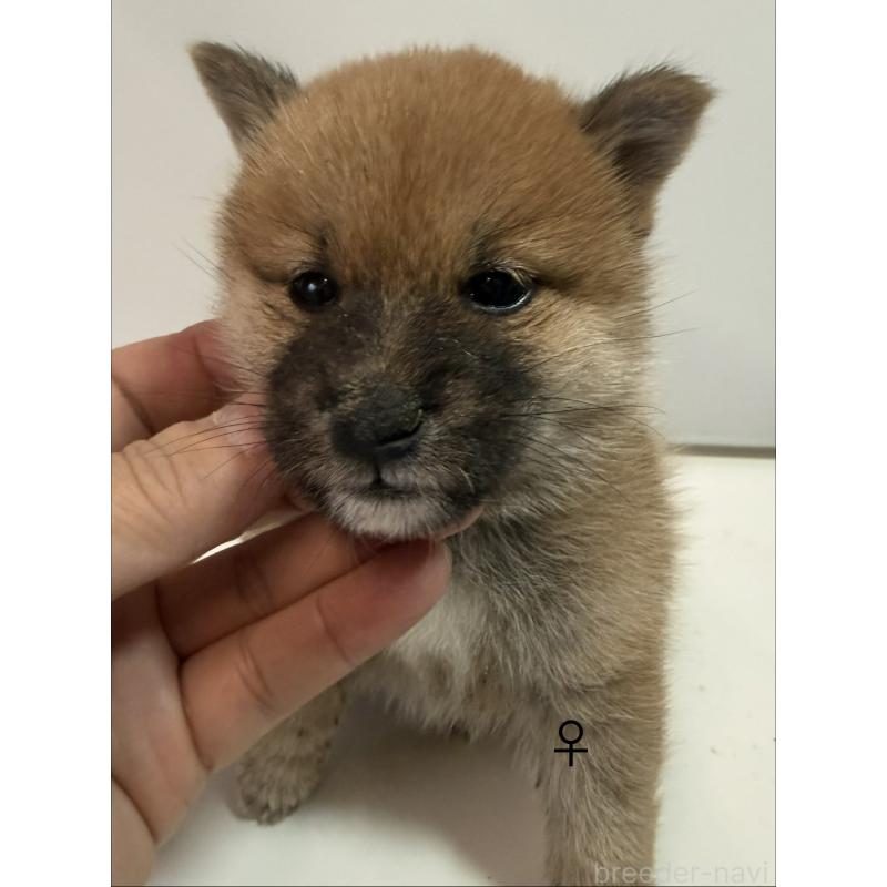 販売中の愛知県の柴犬-436031の8枚目