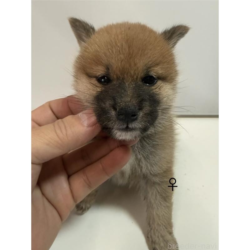 販売中の愛知県の柴犬-436031