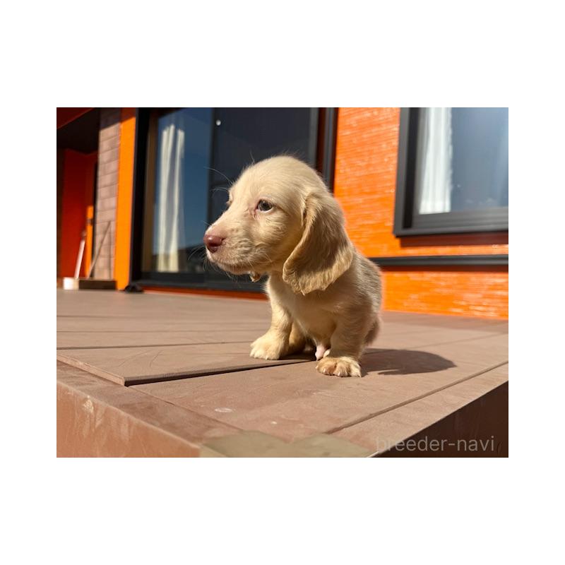 販売中ののミニチュアダックスフンド(ロングヘアード)-438473