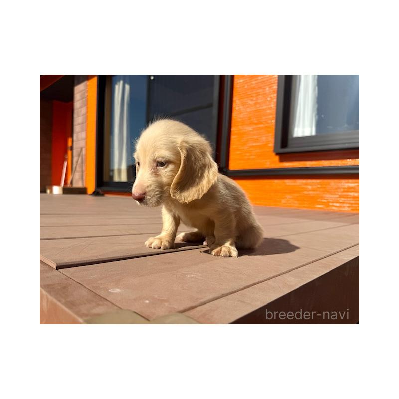 販売中の愛知県のミニチュアダックスフンド(ロングヘアード)-438473の5枚目