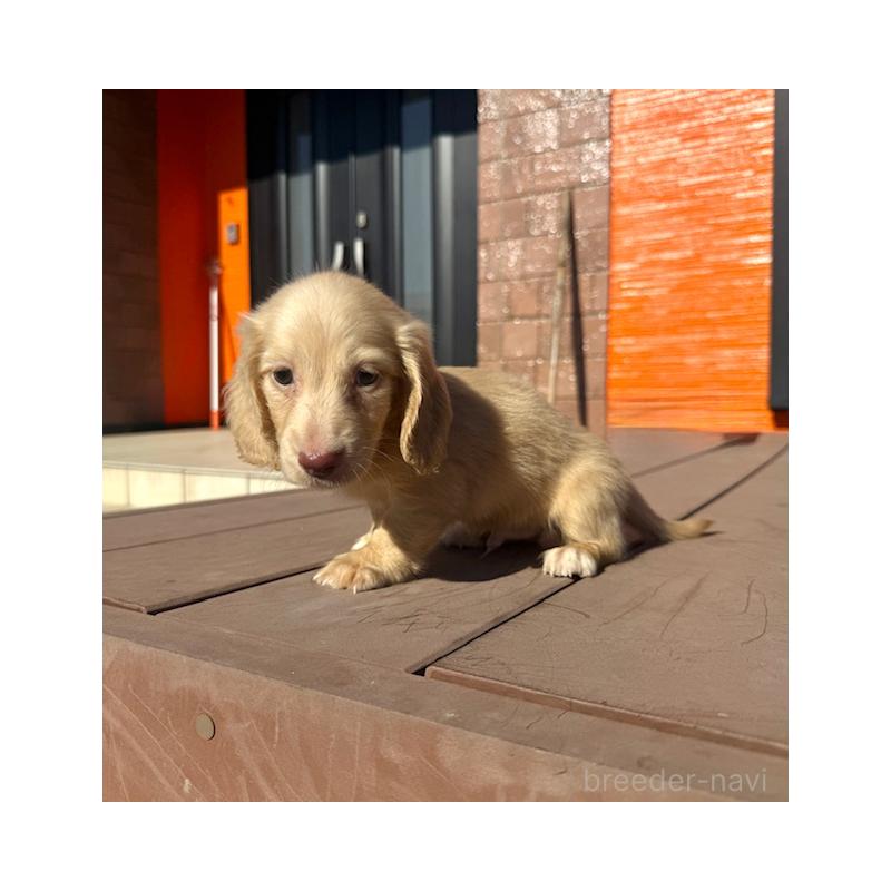 販売中の愛知県のミニチュアダックスフンド(ロングヘアード)-438473の4枚目