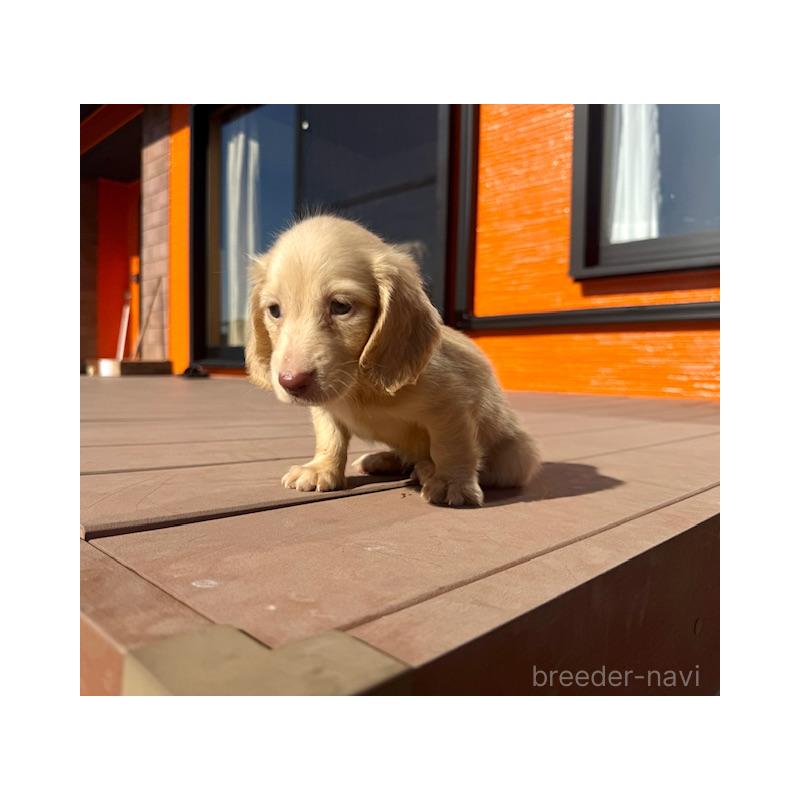 販売中の愛知県のミニチュアダックスフンド(ロングヘアード)-438473の3枚目