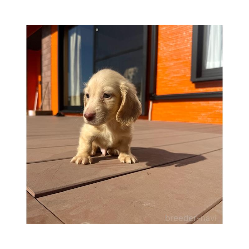 販売中の愛知県のミニチュアダックスフンド(ロングヘアード)-438473の2枚目