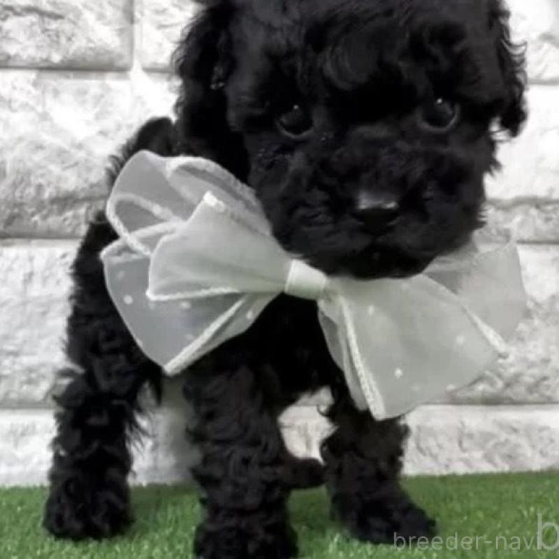 販売中の埼玉県のタイニープードル-438477の3枚目