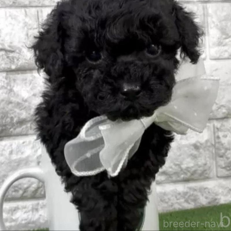 販売中の埼玉県のタイニープードル-438477の2枚目