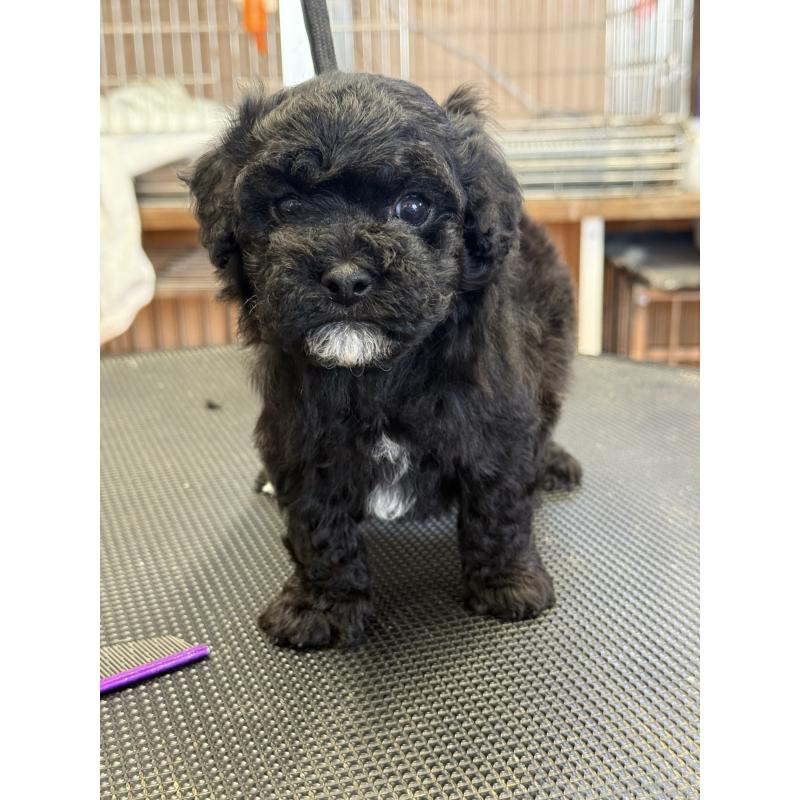 販売中の栃木県のビションプー:ビションフリーゼ×トイプードル-438482の8枚目