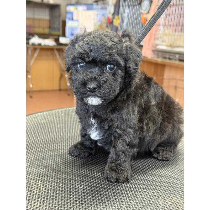 販売中の栃木県のビションプー:ビションフリーゼ×トイプードル-438482の7枚目