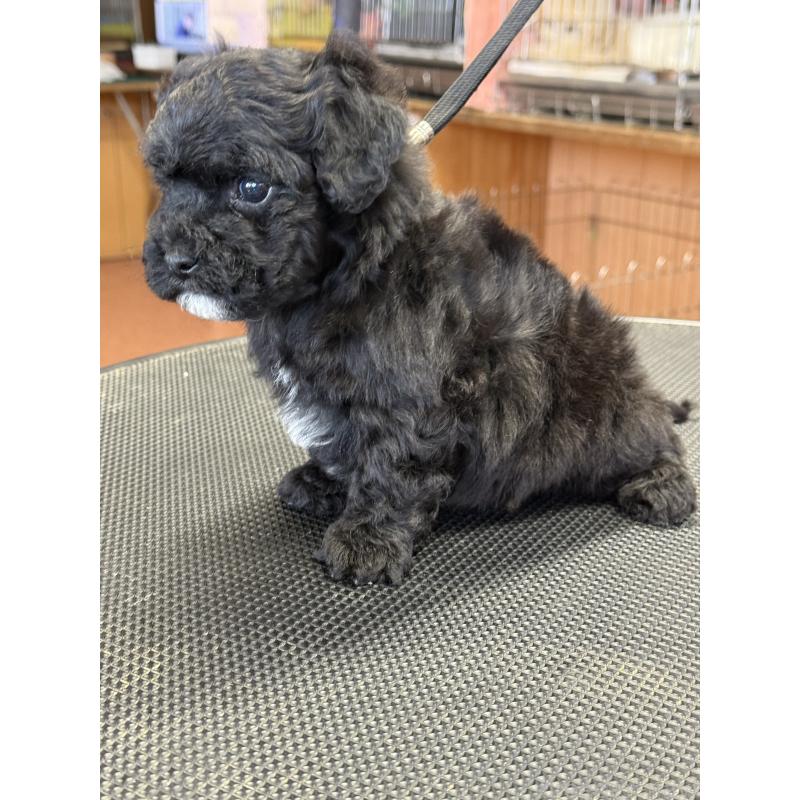 販売中の栃木県のビションプー:ビションフリーゼ×トイプードル-438482の6枚目