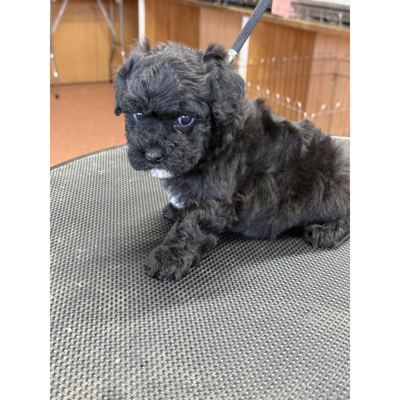 販売中の栃木県のビションプー:ビションフリーゼ×トイプードル-438482の5枚目