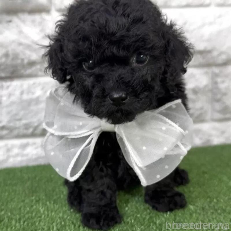 販売中の埼玉県のタイニープードル-438478