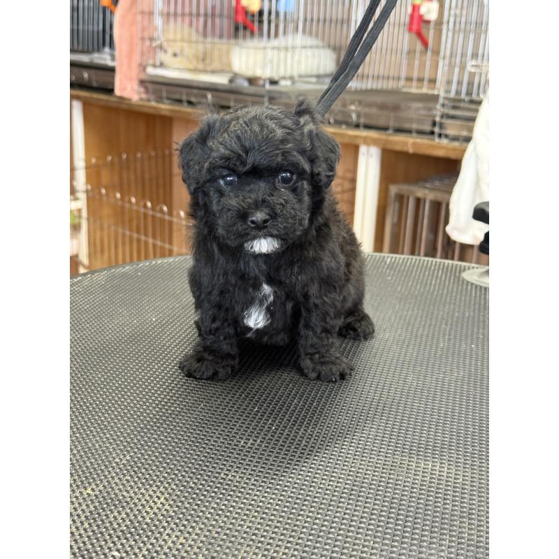 販売中の栃木県のビションプー:ビションフリーゼ×トイプードル-438482の4枚目