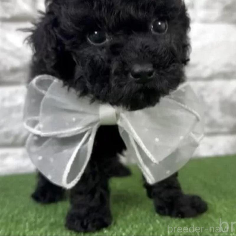 販売中の埼玉県のタイニープードル-438478の3枚目