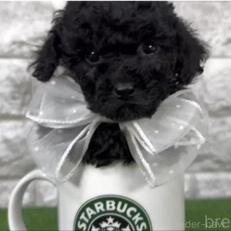 販売中の埼玉県のタイニープードル-438478の2枚目