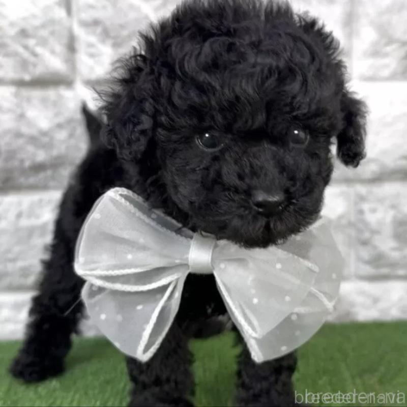 販売中の埼玉県のタイニープードル-438480の1枚目