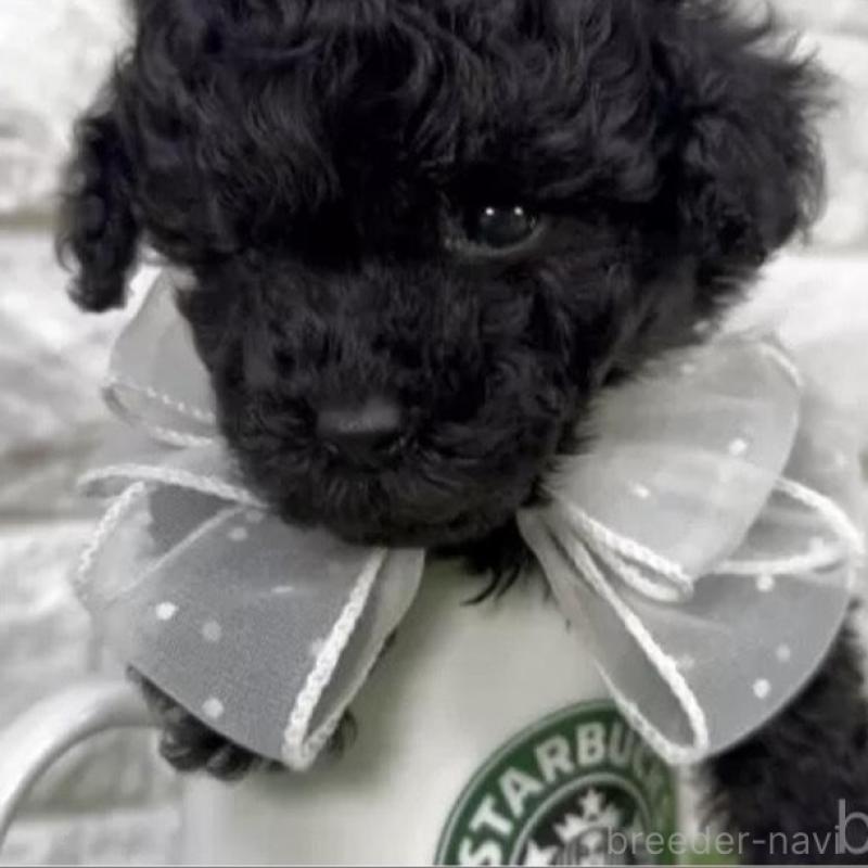 販売中の埼玉県のタイニープードル-438480の2枚目