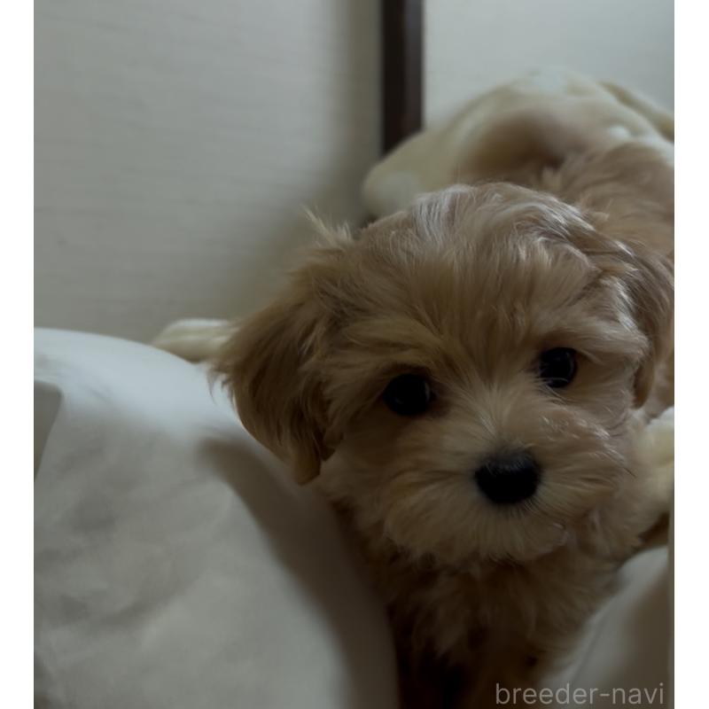 販売中の熊本県のミックス犬-425308の4枚目