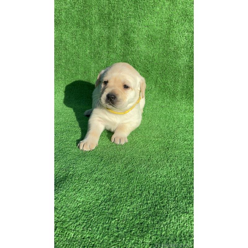 販売中の兵庫県のラブラドールレトリーバー-438290の2枚目