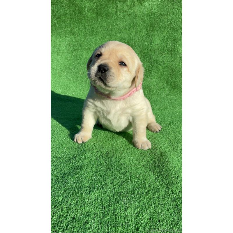 販売中の兵庫県のラブラドールレトリーバー-438289の3枚目