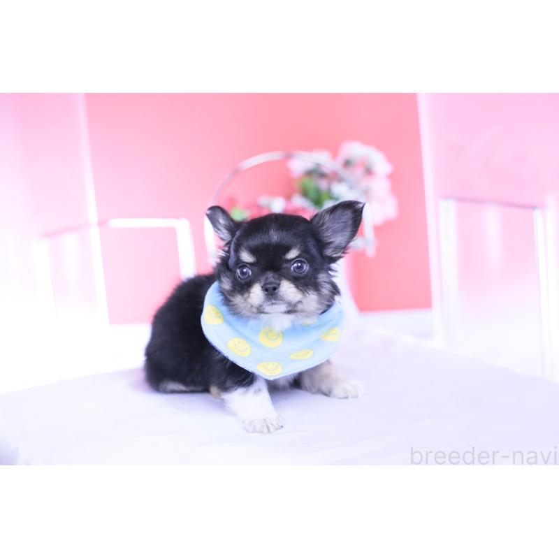 成約済の愛知県のチワワ(ロングコート)-434571の13枚目