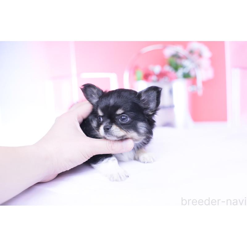 成約済の愛知県のチワワ(ロングコート)-434571の11枚目