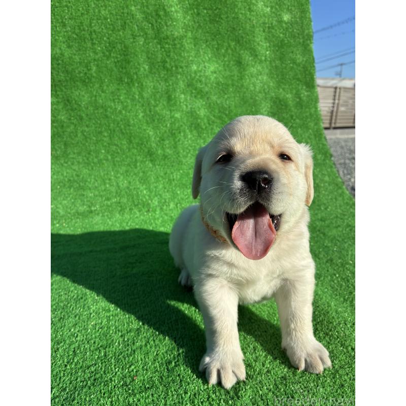 販売中の兵庫県のラブラドールレトリーバー-438286の2枚目