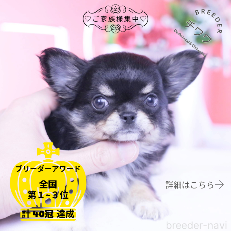 成約済の愛知県のチワワ(ロングコート)-434571の1枚目