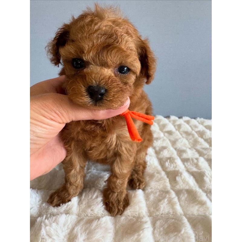 販売中の徳島県のティーカッププードル-438484の1枚目