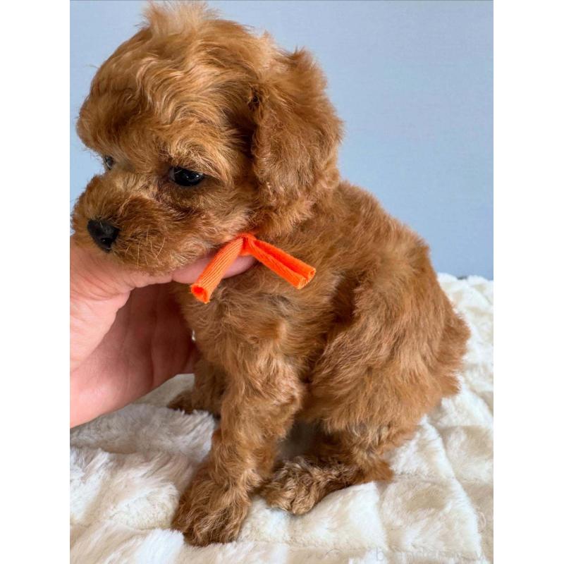 販売中の徳島県のティーカッププードル-438484の5枚目